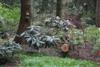 winter damage